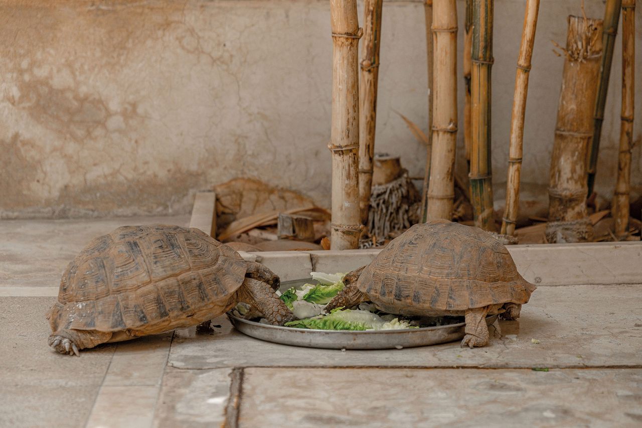 The resident tortoises