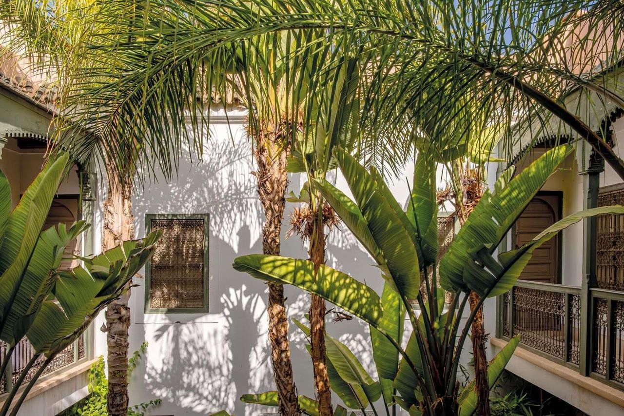 Palms and shadow